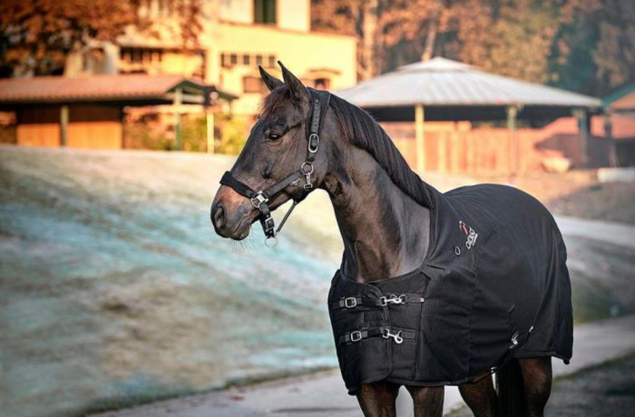 Rideudstyr til dig der vil have det bedste